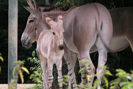 Zolli0686 Somali-Wildesel