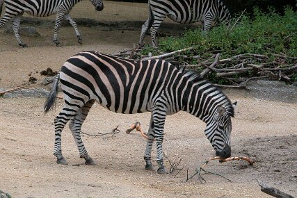 Zolli1597 Grant-Zebra