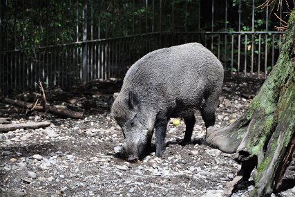 Zolli3240 Wildschwein