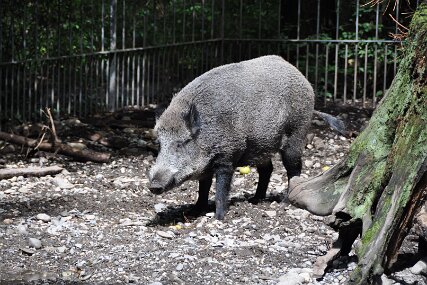 Zolli3241 Wildschwein