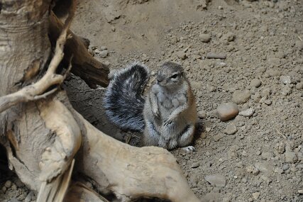 Zolli3204 BorstenhÃ¶rnchen