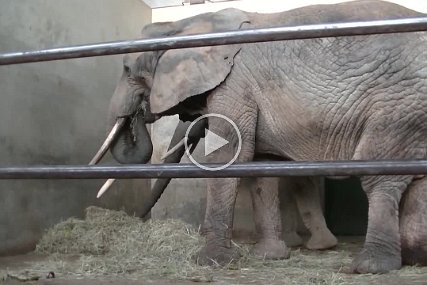 Elefantenhaus November 2014