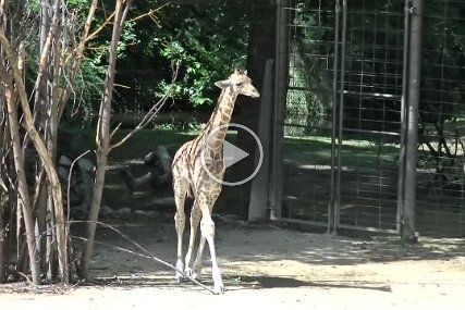 Makalo Giraffe August 2015