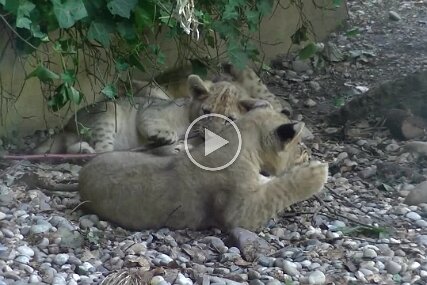 Junge Löwen August 2015