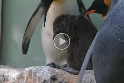 Pinguine August 2015