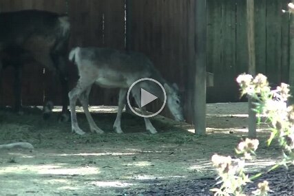 Rentiere August 2015