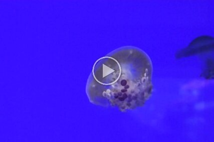 Spiegeleiquallen August 2015