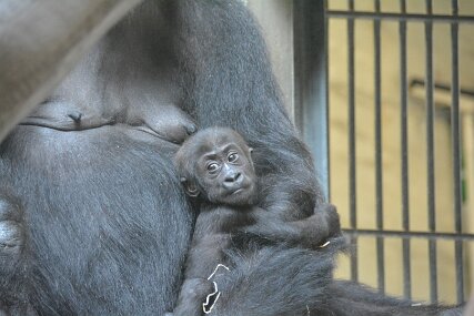 Zolli4835